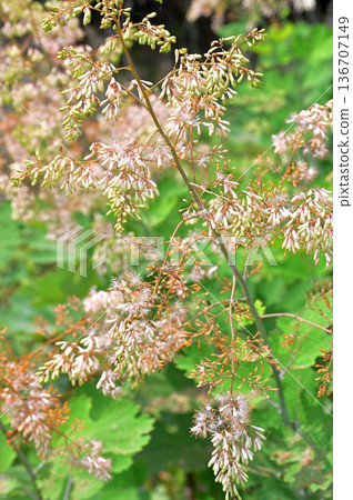 Izu Peninsula Izu Mountain Ridge Trail Darumayama Plateau Bamboo Roots 136707149