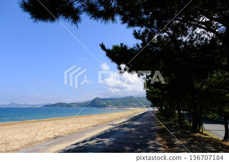 The shade of the pine trees lining the sandy promenade 136707184