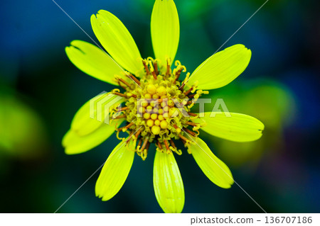 Yellow flower macro photography flower center vivid color bokeh 136707186