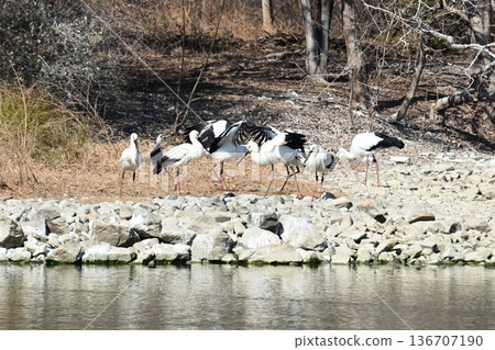 大批鸛鳥，這些“幸福之鳥”，飛抵伊丹市小池公園。 136707190