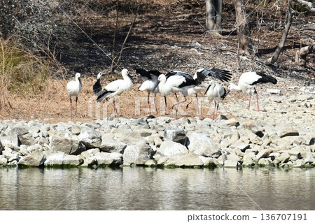 Large numbers of storks, the "birds of happiness," arrive at Itami City's Koyoike Park 136707191