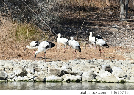 大批鸛鳥,這些“幸福之鳥”,飛抵伊丹市小池公園。 大批鸛鳥,這些“幸福之鳥”,飛抵伊丹市小池公園。 136707193