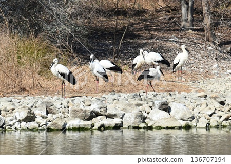 Large numbers of storks, the "birds of happiness," arrive at Itami City's Koyoike Park 136707194