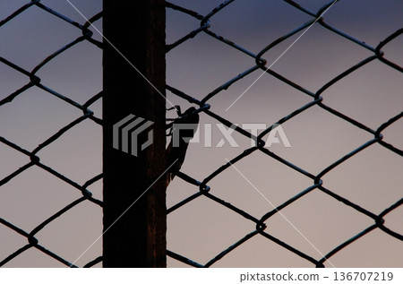 Fence and cicada silhouette 136707219