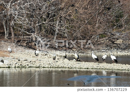 大批鸛鳥,這些“幸福之鳥”,飛抵伊丹市小池公園。 大批鸛鳥,這些“幸福之鳥”,飛抵伊丹市小池公園。 136707229