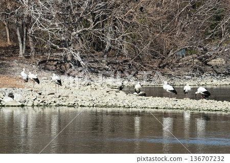 Large numbers of storks, the "birds of happiness," arrive at Itami City's Koyoike Park 136707232