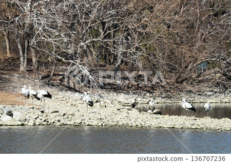 Large numbers of storks, the "birds of happiness," arrive at Itami City's Koyoike Park Large numbers of storks, the "birds of happiness," arrive at Itami City's Koyoike Park 136707236