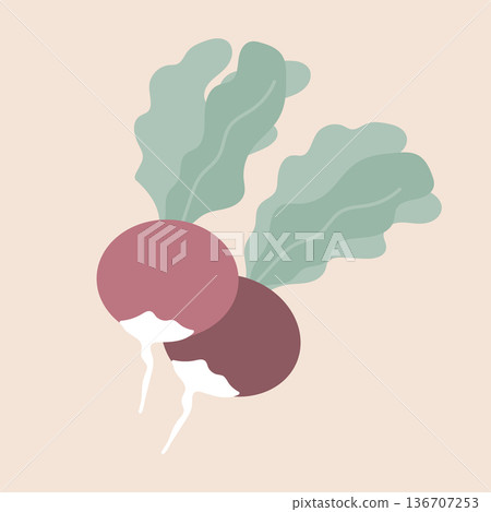 Two radish flat vector illustration isolated on beige background Two radish flat vector illustration isolated on beige background 136707253