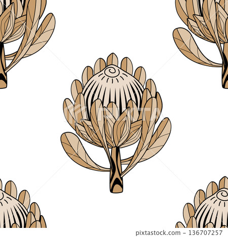 Hand drawn Protea flower graphic seamless pattern. Protea line drawing tribal style background. Vector illustration. Hand drawn Protea flower graphic seamless pattern. Protea line drawing tribal style background. Vector illustration. 136707257