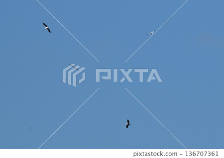 Storks flying in the blue sky at Konyoike Park in Itami City 136707361