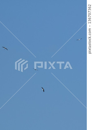Storks flying in the blue sky at Konyoike Park in Itami City Storks flying in the blue sky at Konyoike Park in Itami City 136707362