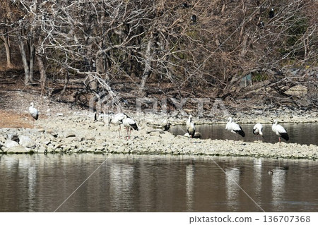 Large numbers of storks, the "birds of happiness," arrive at Itami City's Koyoike Park 136707368