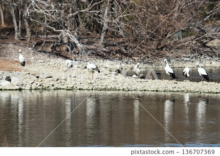 Large numbers of storks, the "birds of happiness," arrive at Itami City's Koyoike Park 136707369