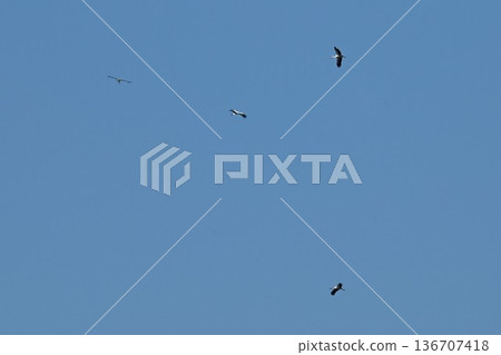 Storks flying in the blue sky at Konyoike Park in Itami City Storks flying in the blue sky at Konyoike Park in Itami City 136707418