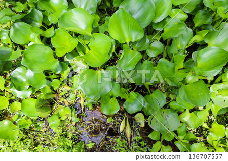 Densely growing aquatic plants, water hyacinth Densely growing aquatic plants, water hyacinth 136707557