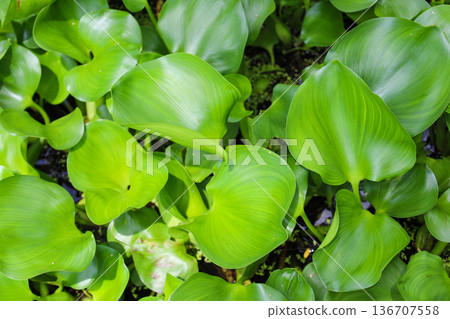 Densely growing aquatic plants, water hyacinth Densely growing aquatic plants, water hyacinth 136707558