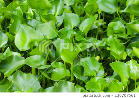 Densely growing aquatic plants, water hyacinth Densely growing aquatic plants, water hyacinth 136707561