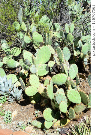 Prickly Pear Cactus Sonora Desert Arizona Prickly Pear Cactus Sonora Desert Arizona 136707562
