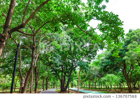 綠色公園風光 136707568