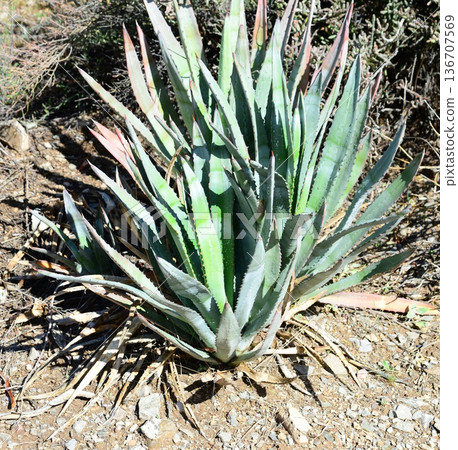 Century Plant Agave 136707569
