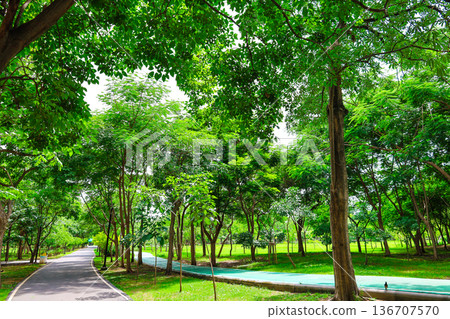 綠色公園風光 136707570