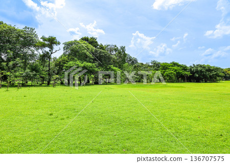 Green urban park landscape 136707575