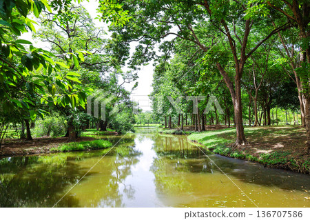 A river flowing through a lush forest 136707586