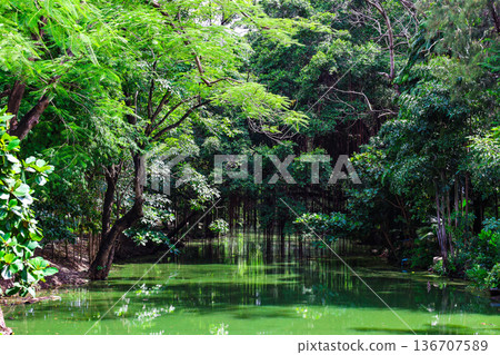 A river flowing through a lush forest 136707589