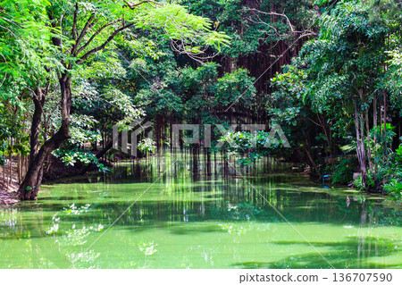A river flowing through a lush forest 136707590