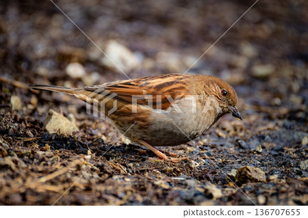 一隻普通的栗子啄食食物 136707655