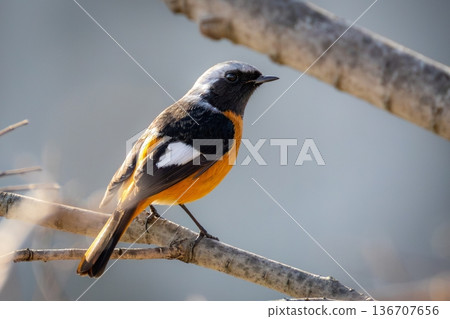 Yobitaki堅持分支機構 136707656