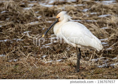 一隻琵鷺停了下來 136707657