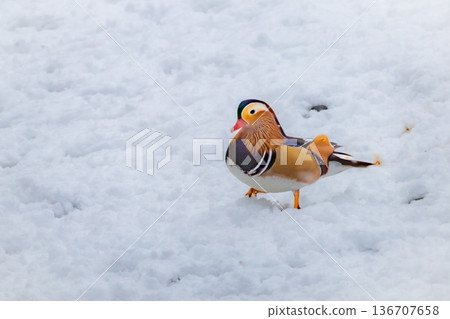 雪地裡，鴛鴦嬉戲 136707658