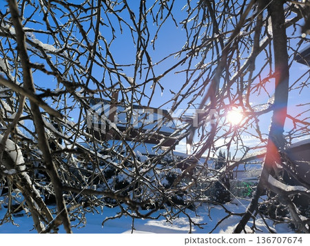 Rays of the bright winter sun break through the branches of trees, houses in the background Rays of the bright winter sun break through the branches of trees, houses in the background 136707674
