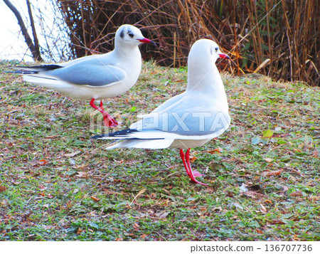 Scenery of black-headed gulls (Shinobazu Pond, Taito Ward, Tokyo) Scenery of black-headed gulls (Shinobazu Pond, Taito Ward, Tokyo) 136707736