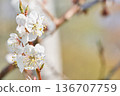 Plum blossoms blooming in the park garden 136707759