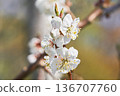 Plum blossoms blooming in the park garden 136707760