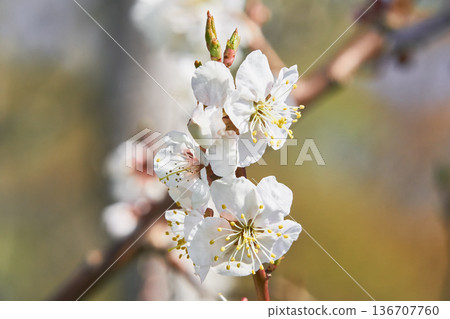 Plum blossoms blooming in the park garden Plum blossoms blooming in the park garden 136707760