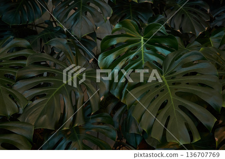 Lush green monstera leaves filling the frame. Tropical botanical garden background. Natural plant texture for design element and wallpaper. Lush green monstera leaves filling the frame. Tropical botanical garden background. Natural plant texture for design element and wallpaper. 136707769