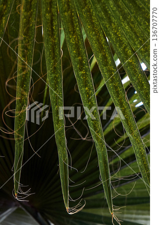 Close up view of a green palm leaf with delicate brown fibers. Natural abstract texture background ideal for tropical design and botanical concept. Close up view of a green palm leaf with delicate brown fibers. Natural abstract texture background ideal for tropical design and botanical concept. 136707770