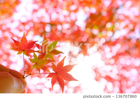 秋意漸濃時，手中捧著楓葉。 136707860