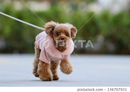 Toy poodle on a walk 136707931