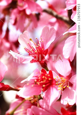Sakura (cherry blossoms) Sakura (cherry blossoms) 136707953