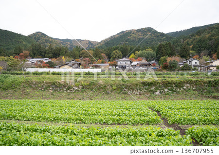 京都大原的懷舊鄉村景色 京都大原的懷舊鄉村景色 136707955