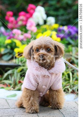 散步的玩具貴賓犬 散步的玩具貴賓犬 136708016