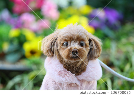 散步的玩具貴賓犬 散步的玩具貴賓犬 136708085