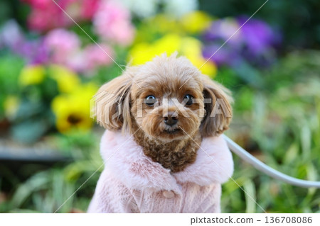 散步的玩具貴賓犬 散步的玩具貴賓犬 136708086