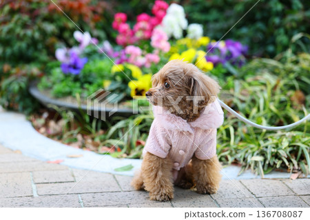 Toy poodle on a walk Toy poodle on a walk 136708087