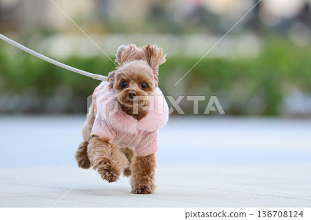 散步的玩具貴賓犬 136708124