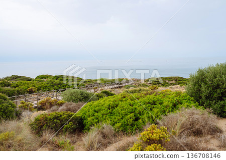 A wooden walkway winds through lush coastal vegetation, directing attention towards the calm sea A wooden walkway winds through lush coastal vegetation, directing attention towards the calm sea 136708146